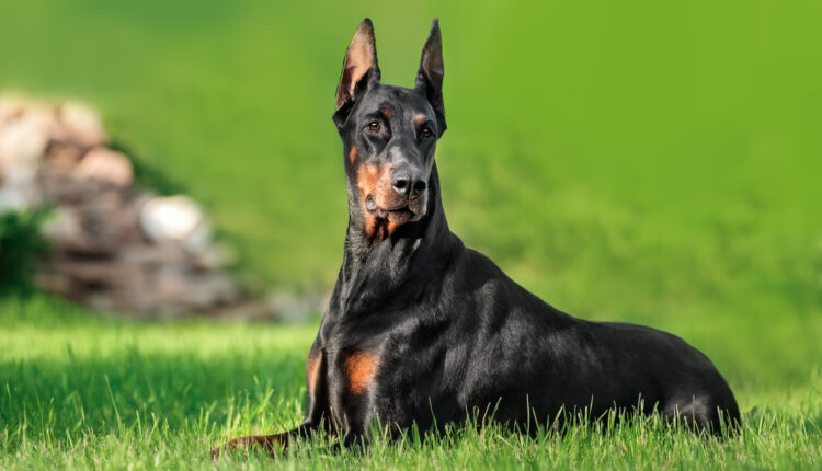 doberman