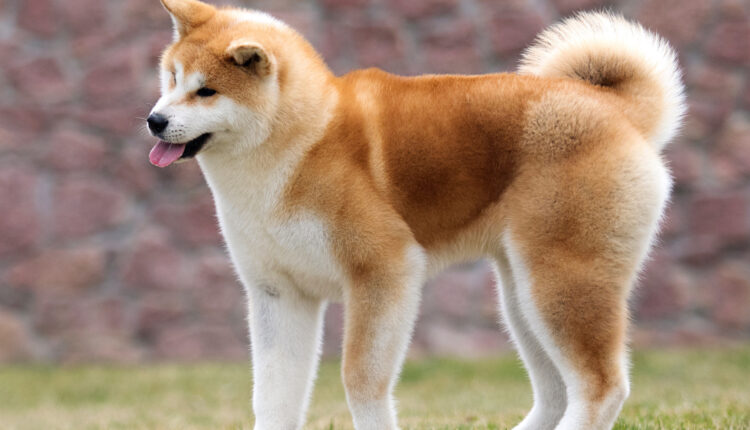 akita inu