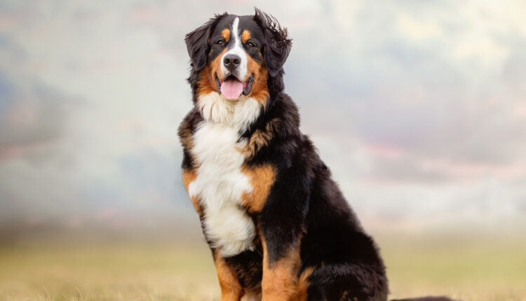 bernský salašnícky pes