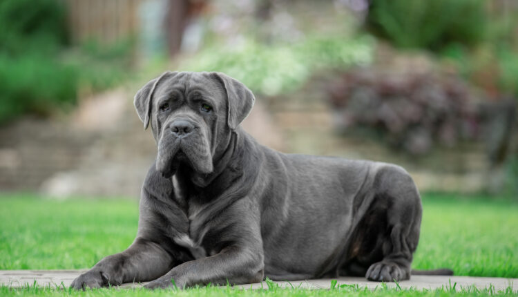 cane corso
