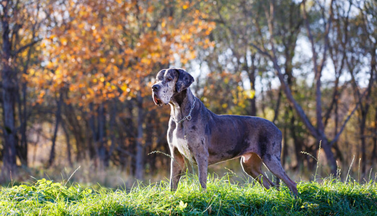 Nemecká doga - komplexný sprievodca plemenom.