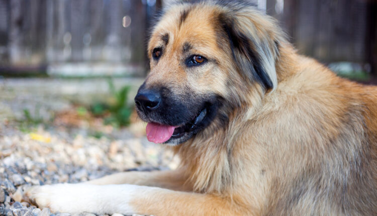 Komplexný sprievodca plemenom kaukazský ovčiak.