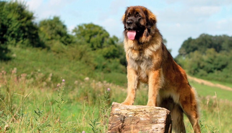 Kompletný sprievodca plemenom leonberger.