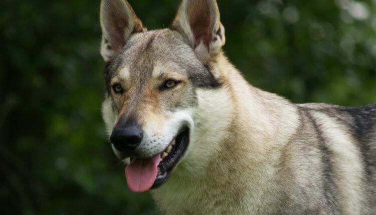 Kompletný sprievodca plemenom československého vlčiaka.