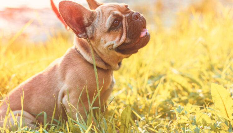 Všetko o plemene francúzsky buldoček.