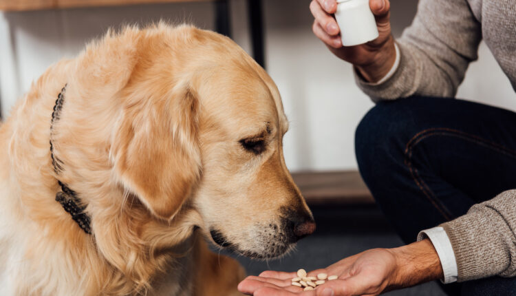 lieky od bolesti pre psa