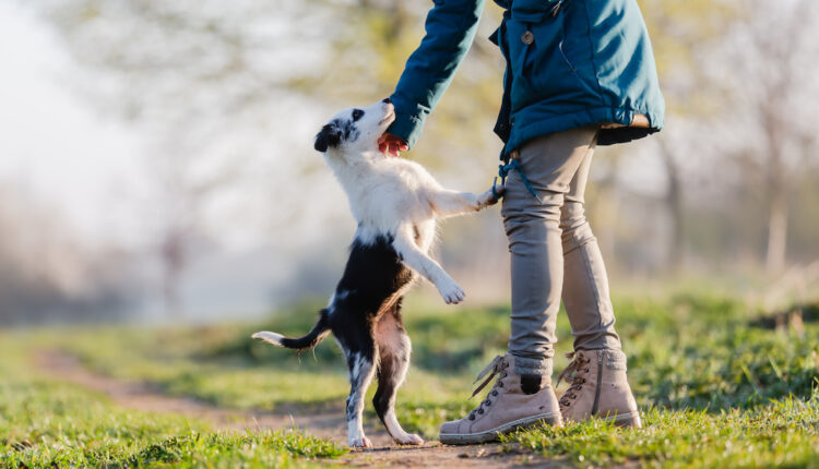 ako odnaučiť psa skákať na ľudí, iné psy alebo posteľ