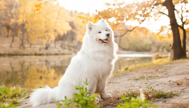 plemeno samojed