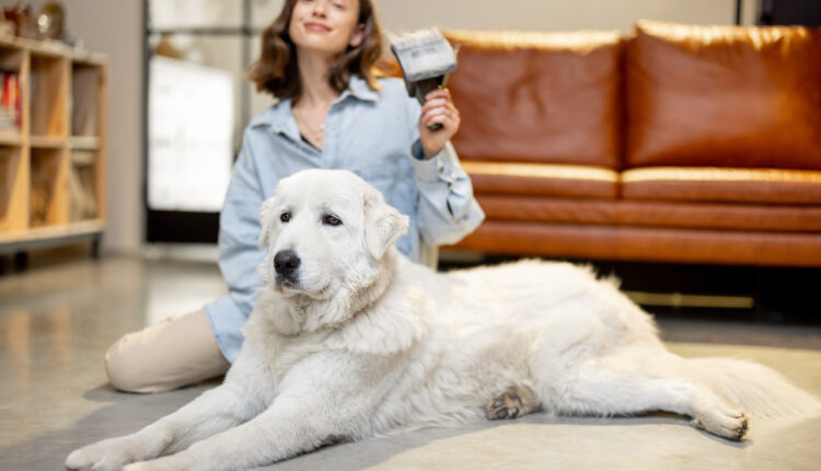 starostlivosť o srsť psa