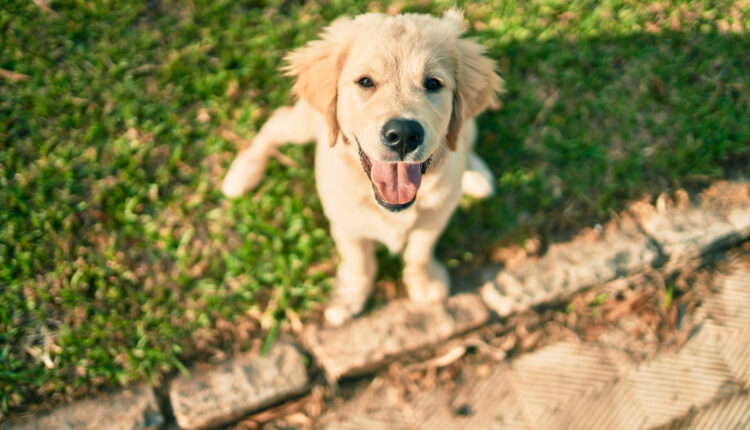 ako naučiť psa pýtať sa von na potrebu