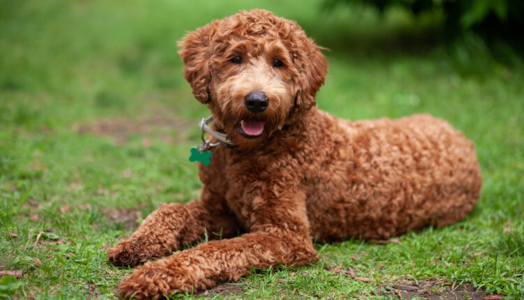 Kompletný sprievodca plemenom labradoodle.