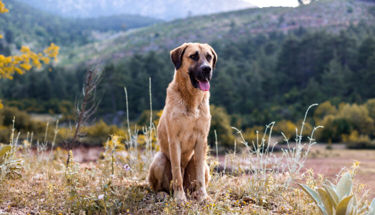Komplexný sprievodca plemenom kangal.