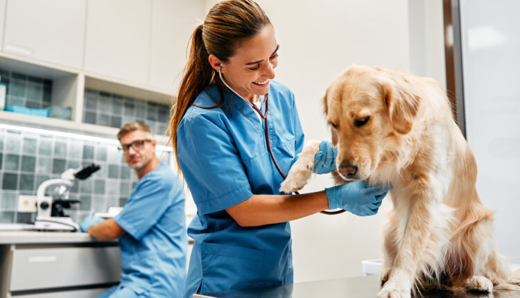 pes na vyšetrení u veterinára s podozrením na dyspláziu bedrového kĺbu