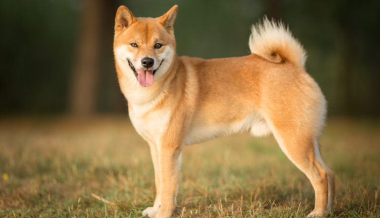 Shiba Inu