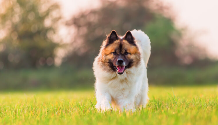 Kompletný sprievodca plemenom elo.