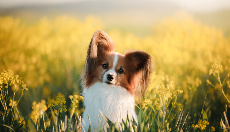 Komplexný sprievodca plemenom papillon.