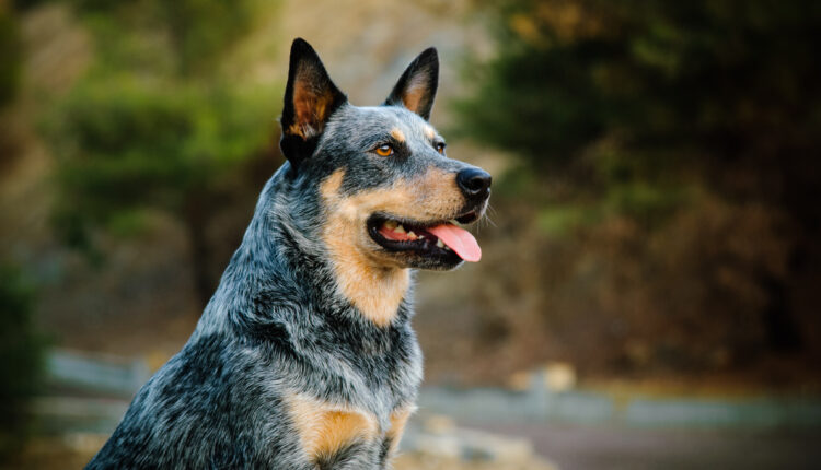 Komplexný sprievodca plemenom austrálsky dobytkársky pes.