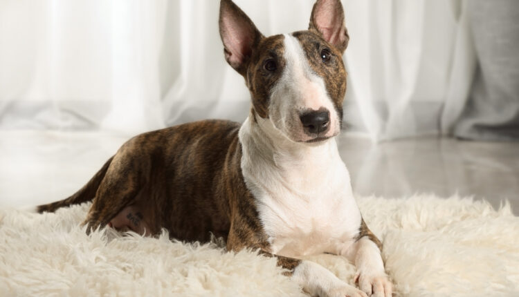 Komplexný sprievodca plemenom bulteriér.