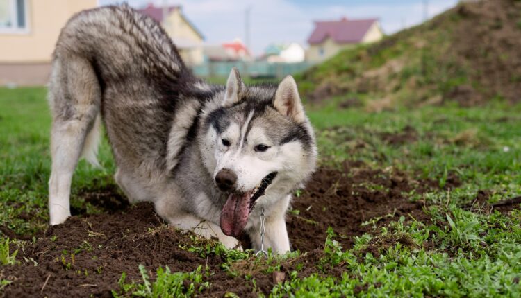 ako odnaučiť psa hrabať