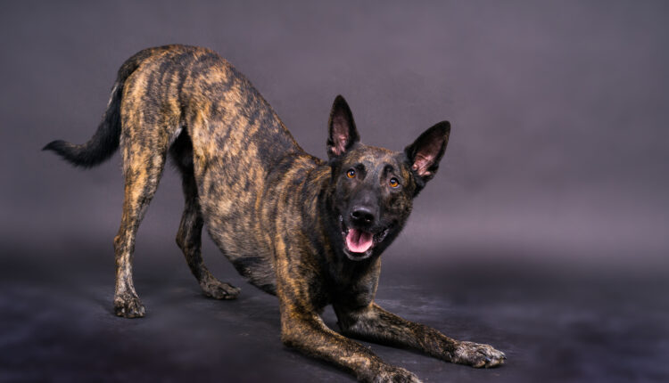 Kompletný sprievodca plemenom holandský ovčiak.