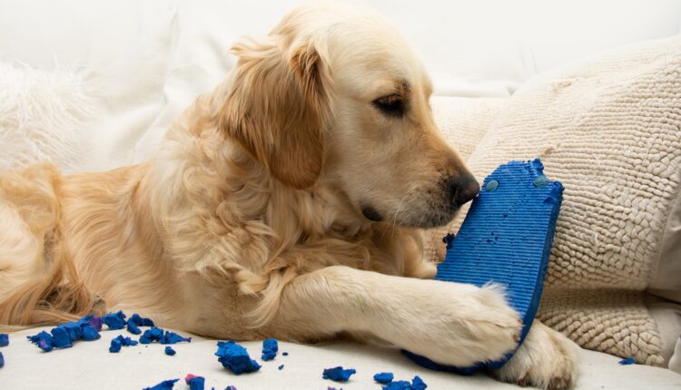 ako odnaučiť psa hrýzť