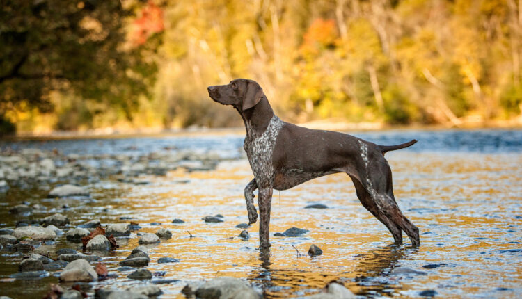 Kompletný sprievodca plemenom pointer.