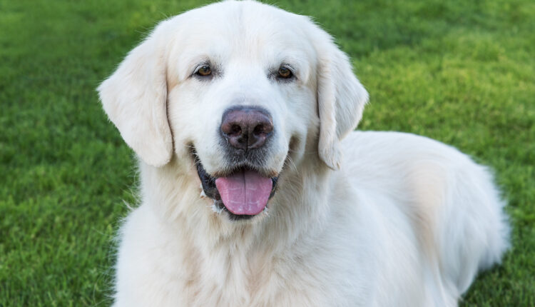 Kompletný sprievodca plemenom slovenský čuvač.