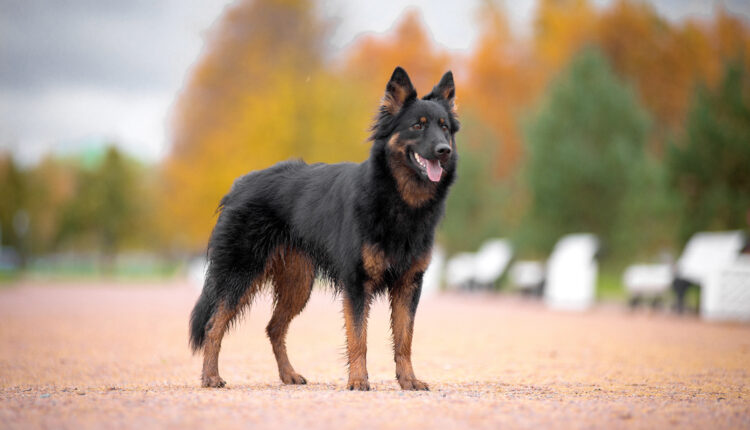 Kompletný sprievodca plemenom chodský pes.
