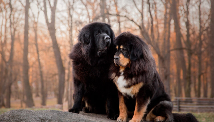 Kompletný sprievodca plemenom tibetská doga.