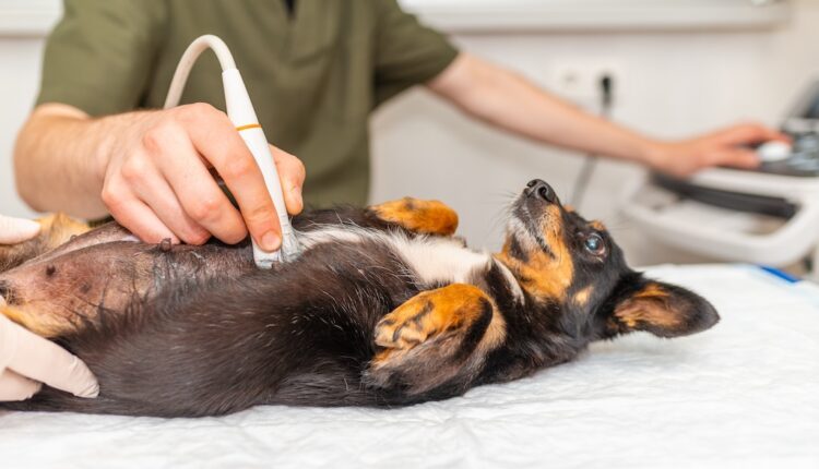 ultrazvuk pri gravidite psa