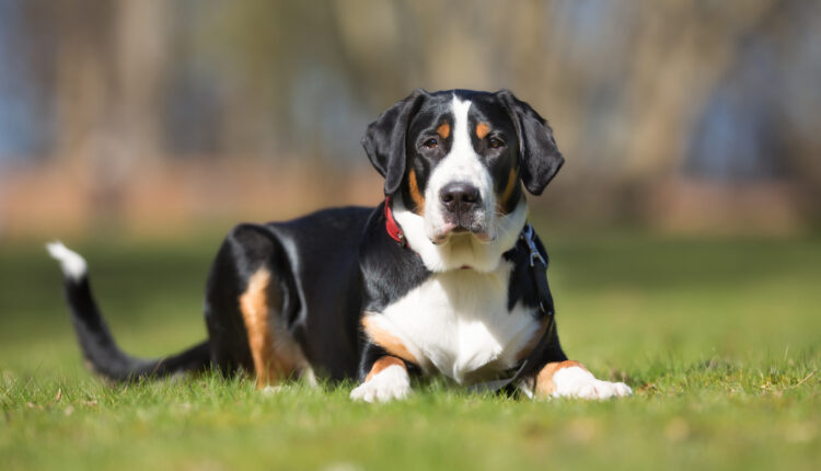 Kompletný sprievodca plemenom veľkého švajčiarskeho salašníckeho psa.